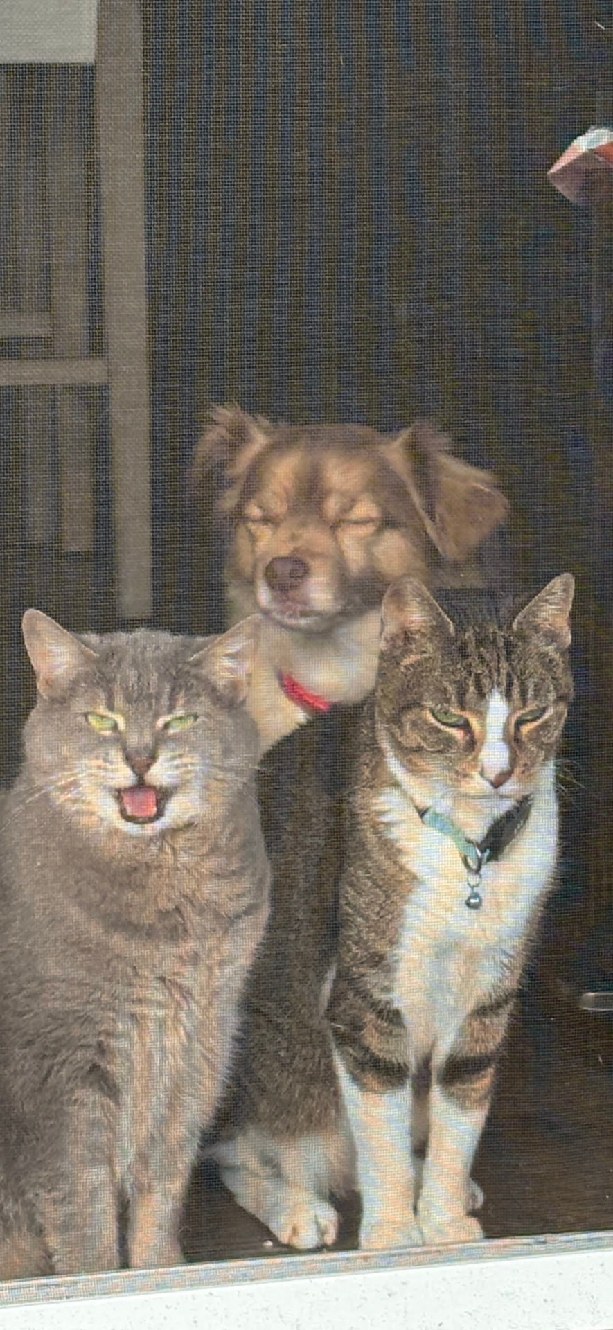 Two cats and a dog at the door