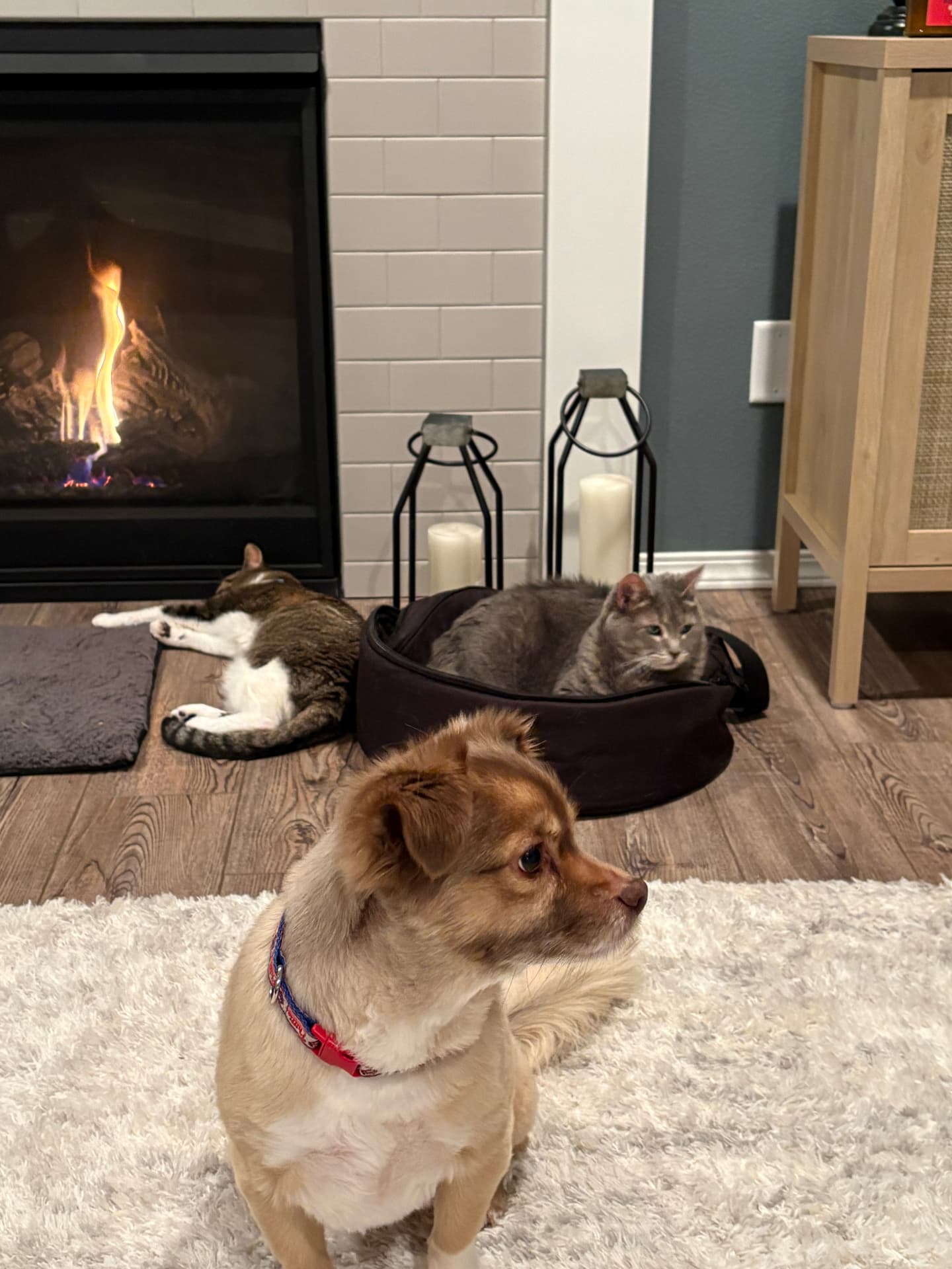 Jeff's pets by the fireplace